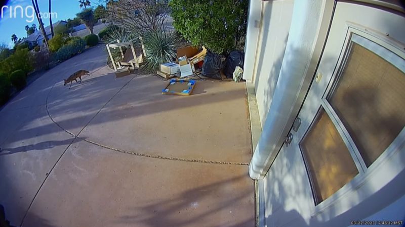 VIDEO: Terrifying video captures moment a coyote charges after toddler | CNN