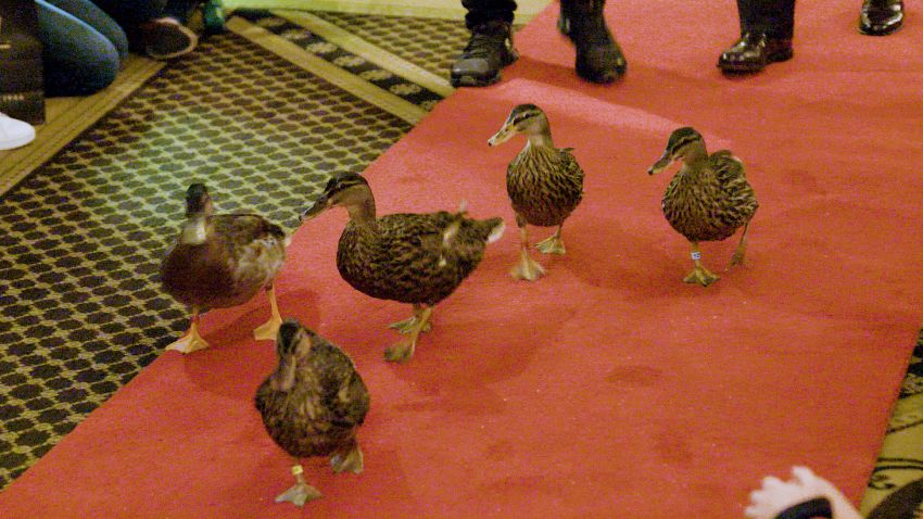 memphis duck march 6