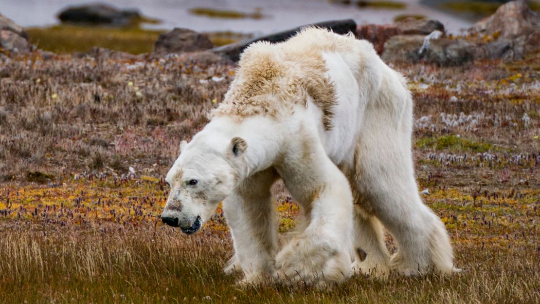 An emaciated polar bear staggers on the search for food. The photograph, taken in 2017, received widespread attention, sparking a conversation around climate change.