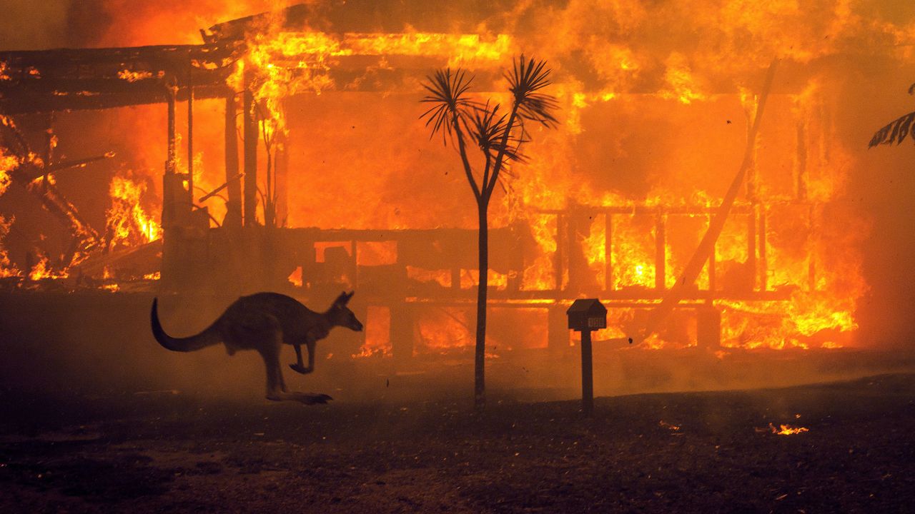Një kangur kërcen pranë një shtëpie të djegur në liqenin Conjola, Australi në dhjetor 2019. Zjarret e atij sezoni ishin ndër më të këqijat që kishte parë ndonjëherë vendi, me gati tre miliardë kafshë të vrarë ose të zhvendosur.