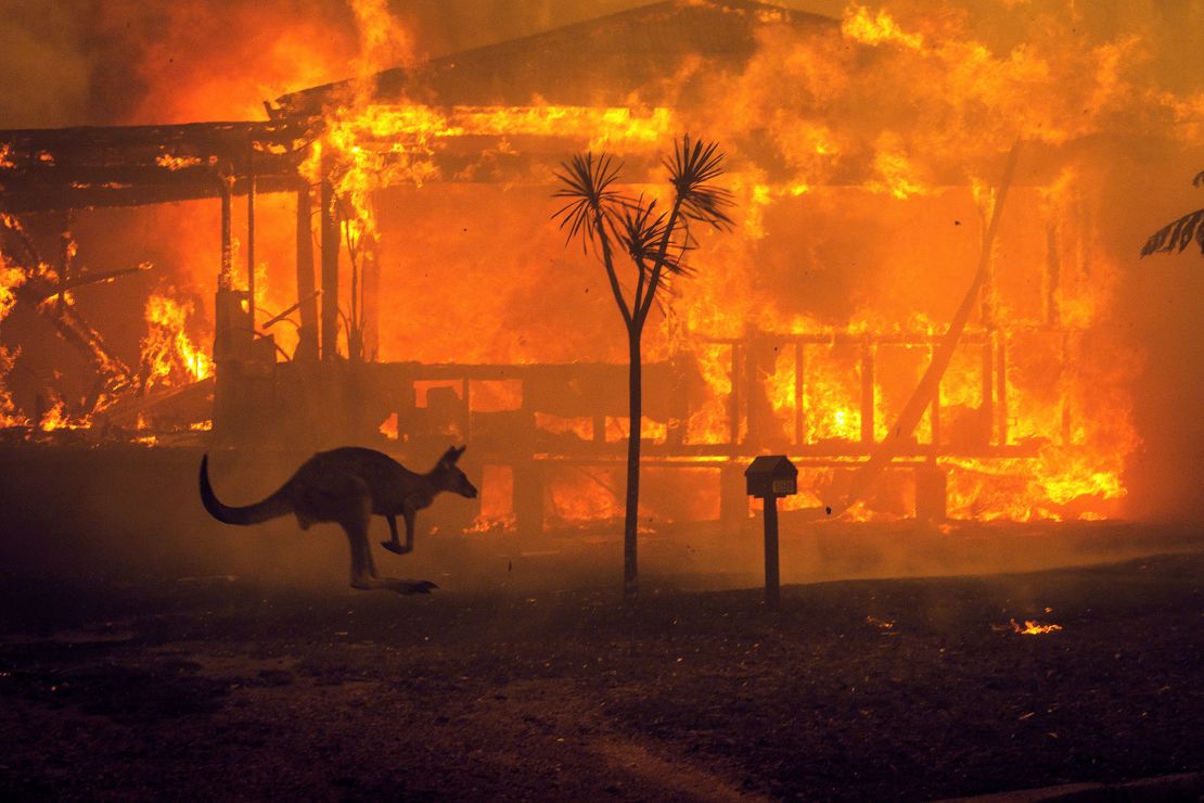 A kangaroo jumps past a burning house in Lake Conjola, Australia in December 2019. That season's bushfires were among the worst the country had ever seen, with nearly three billion animals killed or displaced. 