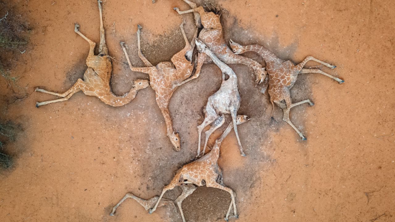 The bodies of six giraffes lie on the outskirts of Eyrib village in Sabuli wildlife conservancy, Kenya, in 2021. A prolonged drought in the northeast of the country and the wider Horn of Africa has created food and water shortages for both animals and local communities.