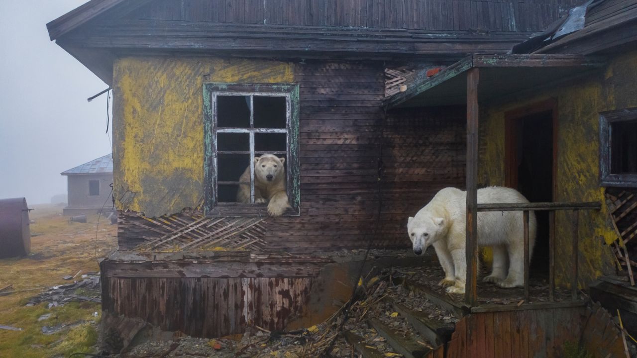 Polar bears move into an abandoned weather station in Kolyuchin, Russia.  The majestic mammals are at particular risk from climate change, which is melting the Arctic sea ice they depend on. 