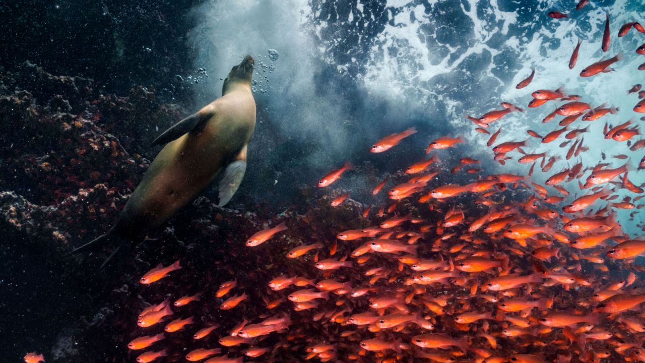 A school of bright cardinalfish swerve to make way for a sea lion in the Galápagos. The archipelago off the coast of Ecuador is famous for its vibrant marine life and is one of the largest marine protected areas in the world.