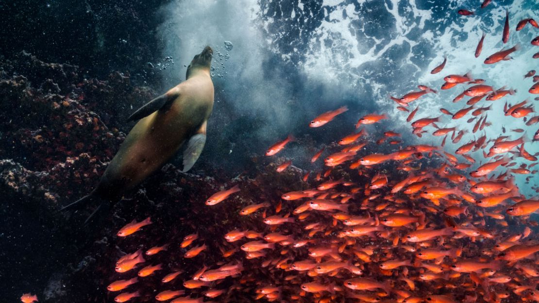 A school of bright cardinalfish swerve to make way for a sea lion in the Galápagos. The archipelago off the coast of Ecuador is famous for its vibrant marine life and is one of the largest marine protected areas in the world. 