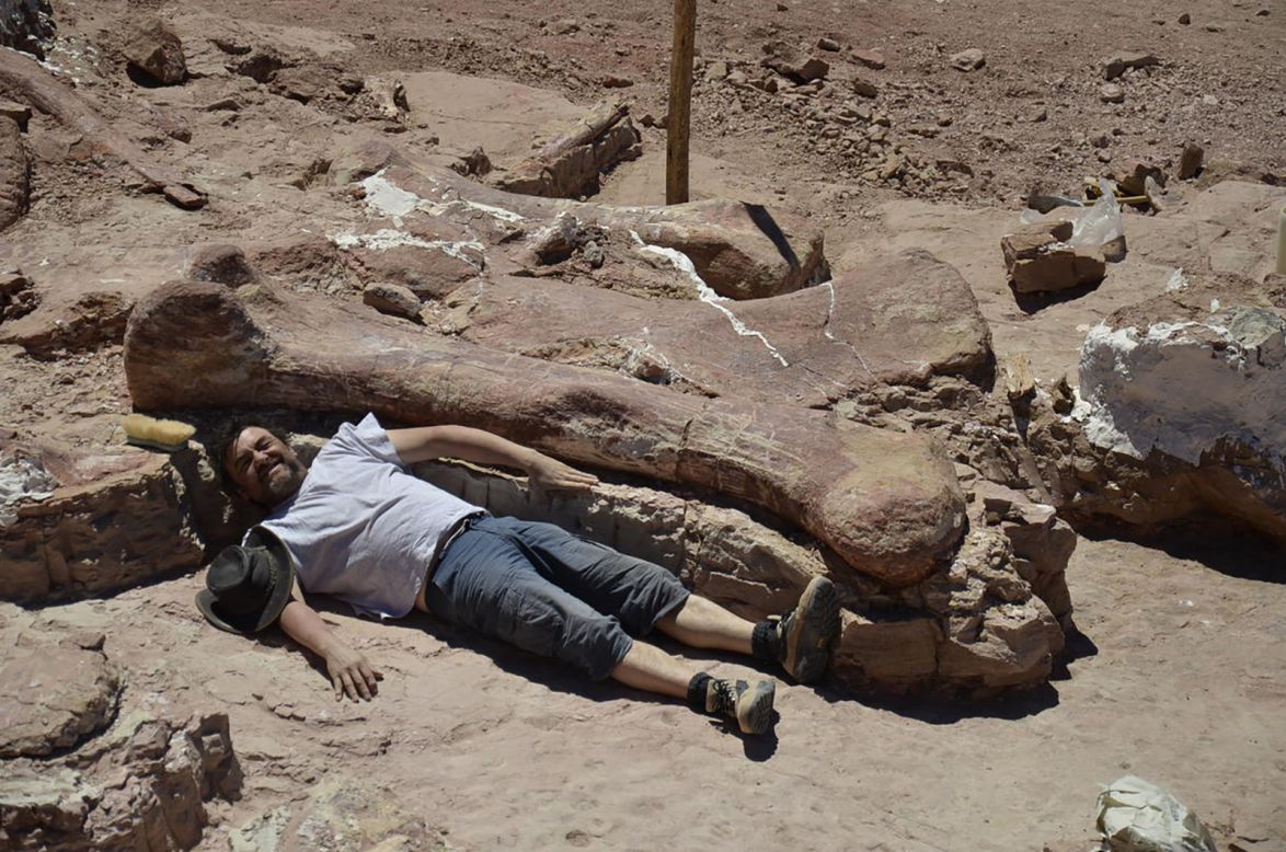 A member of the excavation team lies beside a fossilized Patagotitan femur in Argentina. The first evidence of Patagotitan emerged in 2010, before scientific digs discovered the remains of seven creatures. One 2013 dig unearthed 180 bones. 