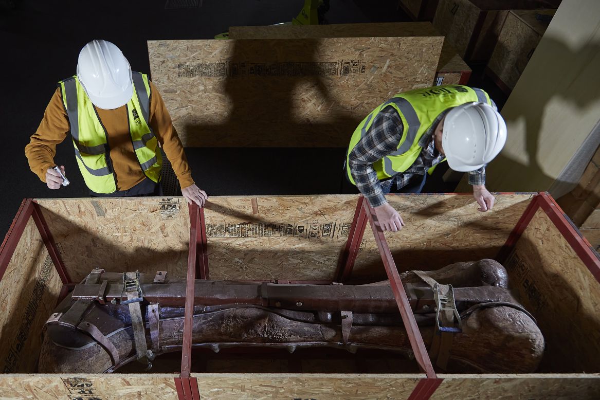 The cast of a Patagotitan created by the MEF, along with fossils including a 2.4-meter (8-foot) femur (pictured), were transported to the Natural History Museum in London by a specialist division of IAG Cargo. The dinosaur skeleton filled 40 custom-built containers that were transported in two Boeing 787-9 airplanes. 