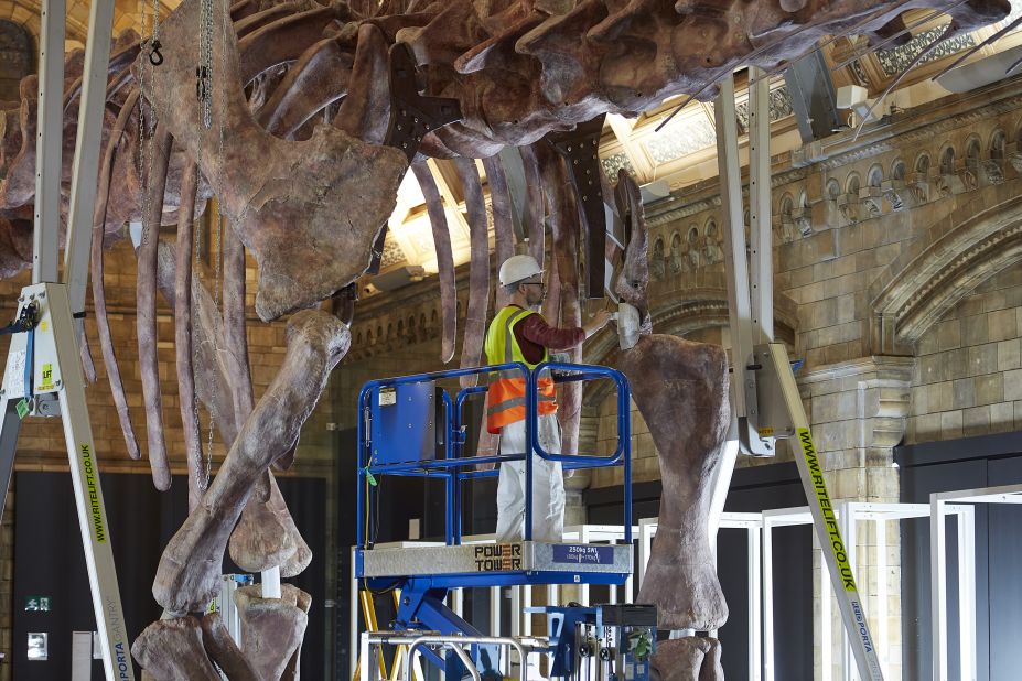 A worker re-assembling a cast of Patagotitan mayorum inside the Waterhouse Gallery at the Natural History Museum. The cast comprises nearly 300 bones and was created using 3-D-scanned fossils from six different individuals.