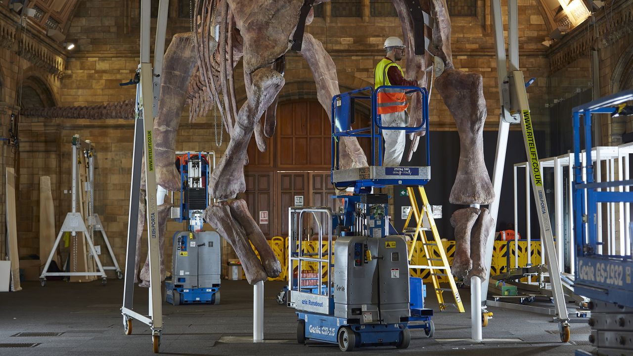 Workers reconstruct the cast inside the Natural History Museum.