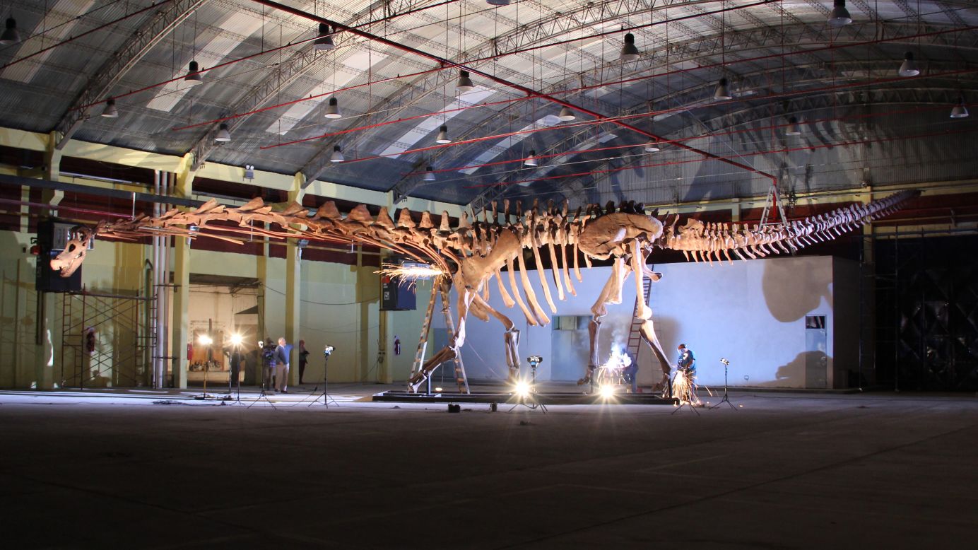 A cast of Patagotitan mayorum at the Museo Paleontológico Egidio Feruglio (MEF) in Argentina. A colossal dinosaur and one of the long-necked "titanosaurs," it is thought to have weighed more than nine African elephants and be longer than a blue whale.<br /> <br />