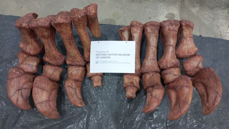 The back feet of Patagotitan mayorum. The dinosaur is a type of titanosaur, a large, long-necked dinosaur among the sauropod group. Once widespread, titanosaur remains have been identified on every continent except Antarctica.