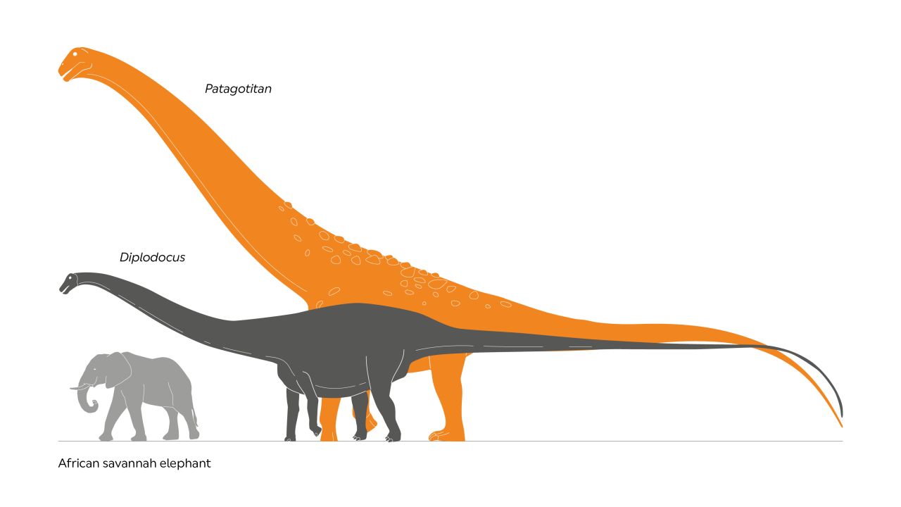 Un gráfico que ilustra el tamaño del titanosaurio en relación con un diploducus y un elefante africano.
