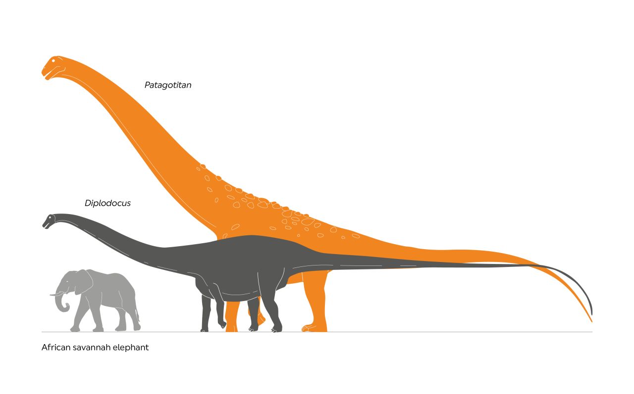 A graphic illustrating the titanosaur's size relative to a diploducus and an African elephant.