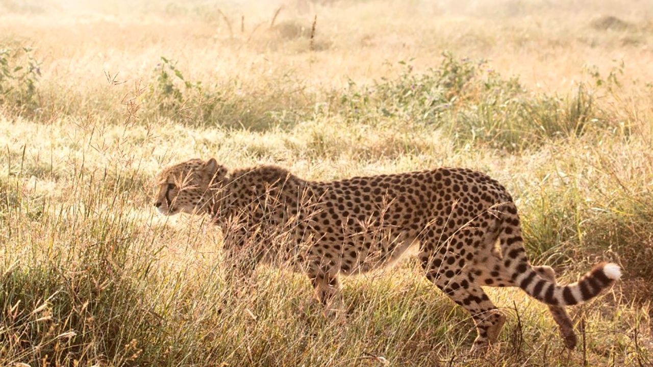 The deceased cheetah was part of an ambitious program aimed at bringing the big cats back to India, over 70 years after they became extinct in the country. 