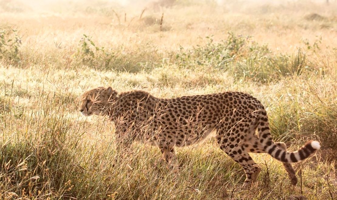 One Namibian cheetah relocated to India as part of a reintroduction program died from kidney infection.