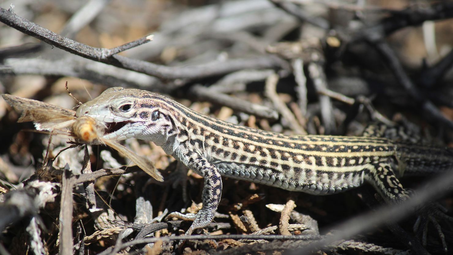 Blood samples from these lizards revealed elevated stress levels from the noise. 
