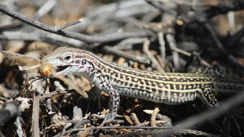 This lizard species stress-eats to cope with noisy US Army aircraft | CNN