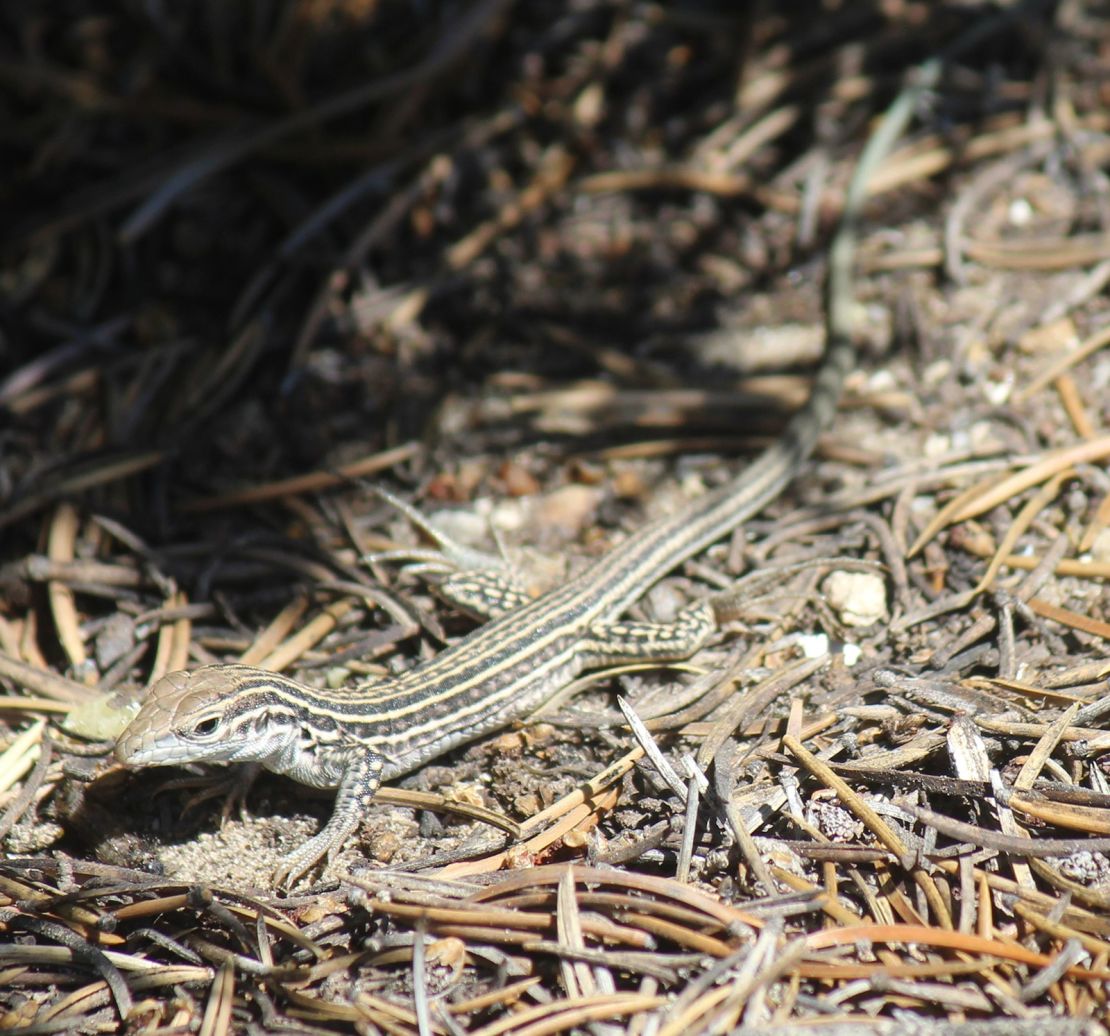 The Colorado checkered whiptail lizard only lives in southeastern Colorado. 