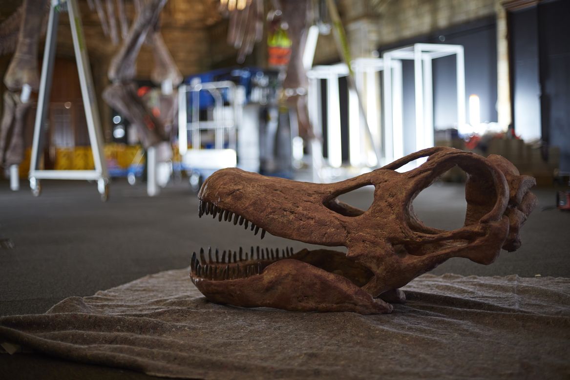 The skull of Patagotitan mayorum, waiting to be added to the rest of the skeleton. The cast is made of fiberglass and polyester resin, filled with expanding foam. Fossils for some bones in the skeleton are yet to be found, says Sinead Marron, exhibition and interpretation manager at the Natural History Museum, and so palaeontologists filled in the gaps using knowledge of other similar dinosaur giants.