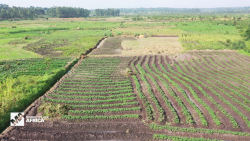 MPA Uganda agricultural biotech spc_00000000.png