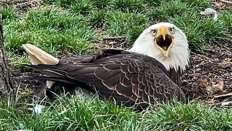 ‘He’s very protective of the rock’: Eagle thinks rock is an egg