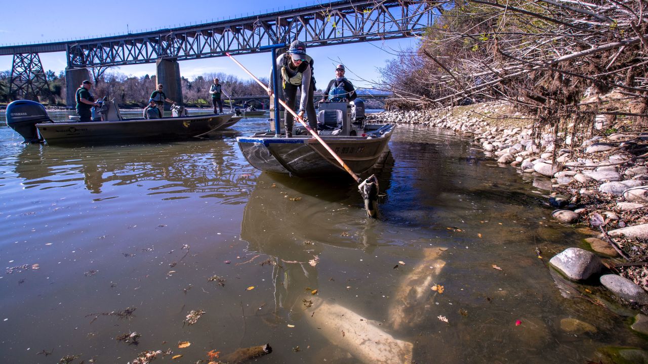 Cassandra Lozano lifts a dead fall-run Chinook salmon from the Sacramento River while conducting a survey of carcasses in January.