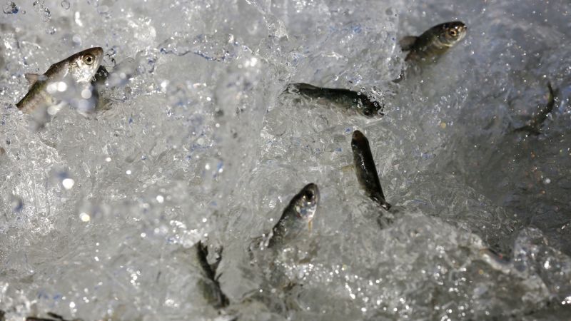 California’s Salmon Fishers Warn Of ‘hard Times Coming’ As They Face ...