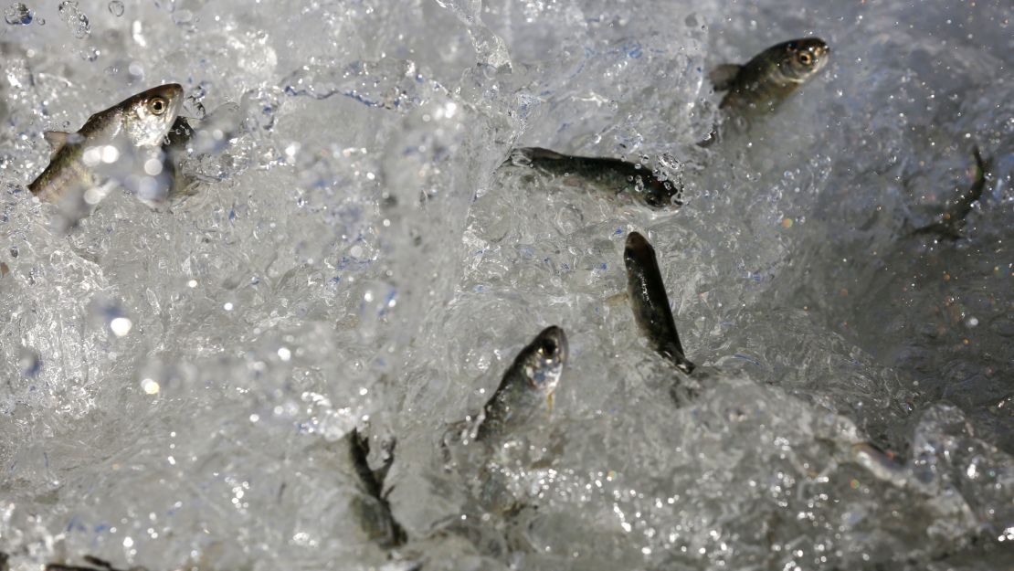 Chinook salmon smolts tumble into net pens for acclimation and transportation in the Sacramento River at Rio Vista, California, on March 26, 2015.