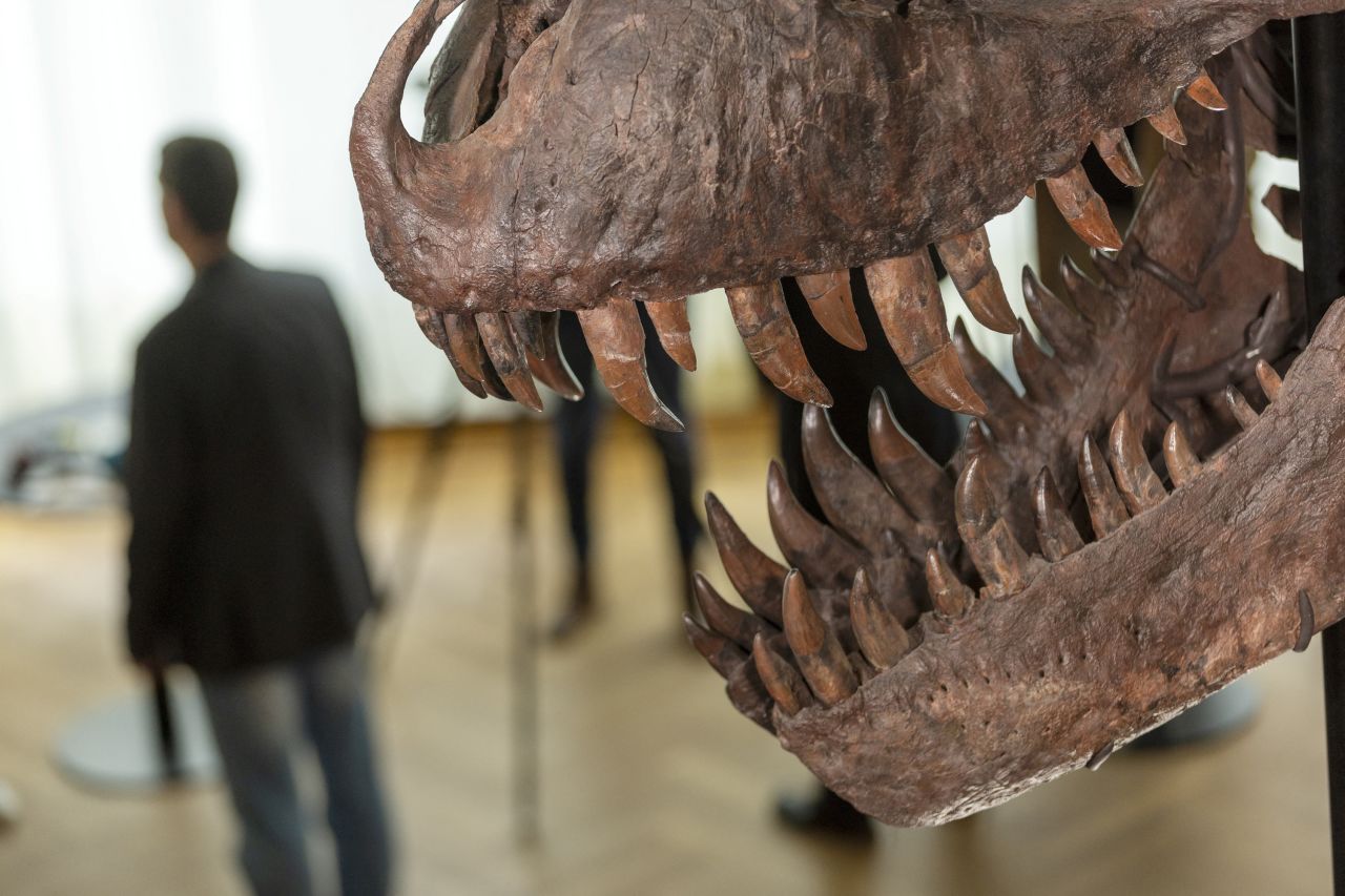 View of the mouth of the 67-million-year-old T-Rex skeleton named TRX-293 Trinity.