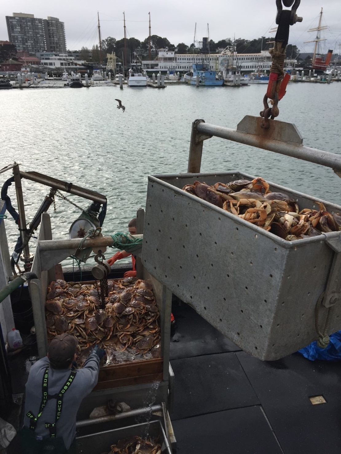 Another main fishery in California is the Dungeness crab. Here, men can be seen unloading the crabs from fishing boats for Water2Table, Joe Conte's fish distribution company.