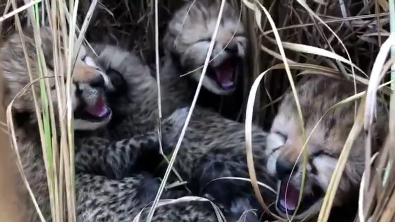 Video shows first cheetah cubs born in India in more than 70 years | CNN