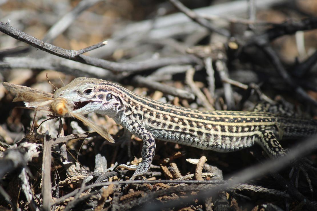 Blood samples from the lizards revealed elevated stress levels.