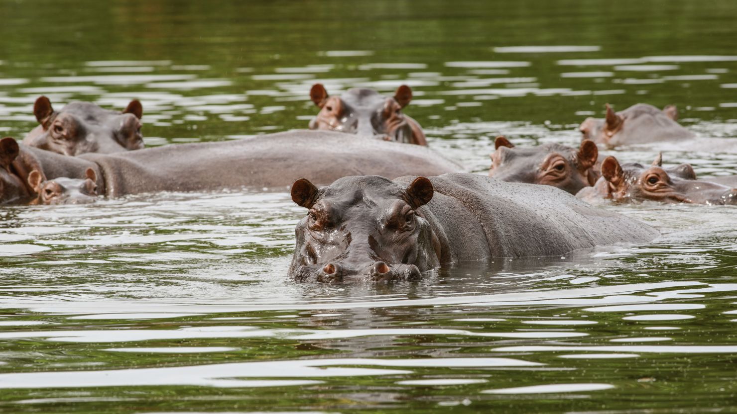 Hippos are seen swimming close to the Magdalena River in Doradal, Colombia in March 2022. 