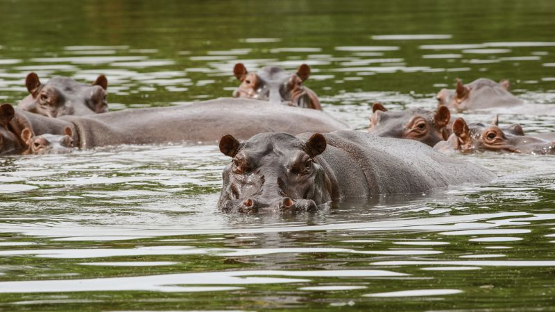 NextImg:Relocating 70 of Pablo Escobar's 'cocaine hippos' to cost around $3.5 million | CNN