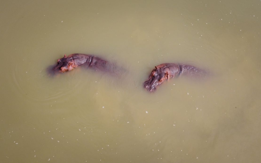 The hippos will be transported to sanctuaries in Mexico and India.