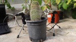 Using ultrasonic microphones, the team recorded the noises made by several plants including the cactus pictured here.