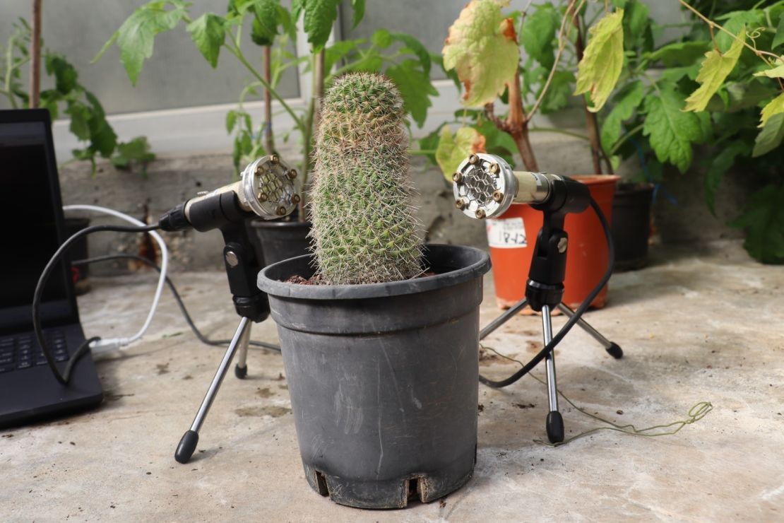 Researchers record sounds made by a cactus plant with ultrasonic microphones. 
