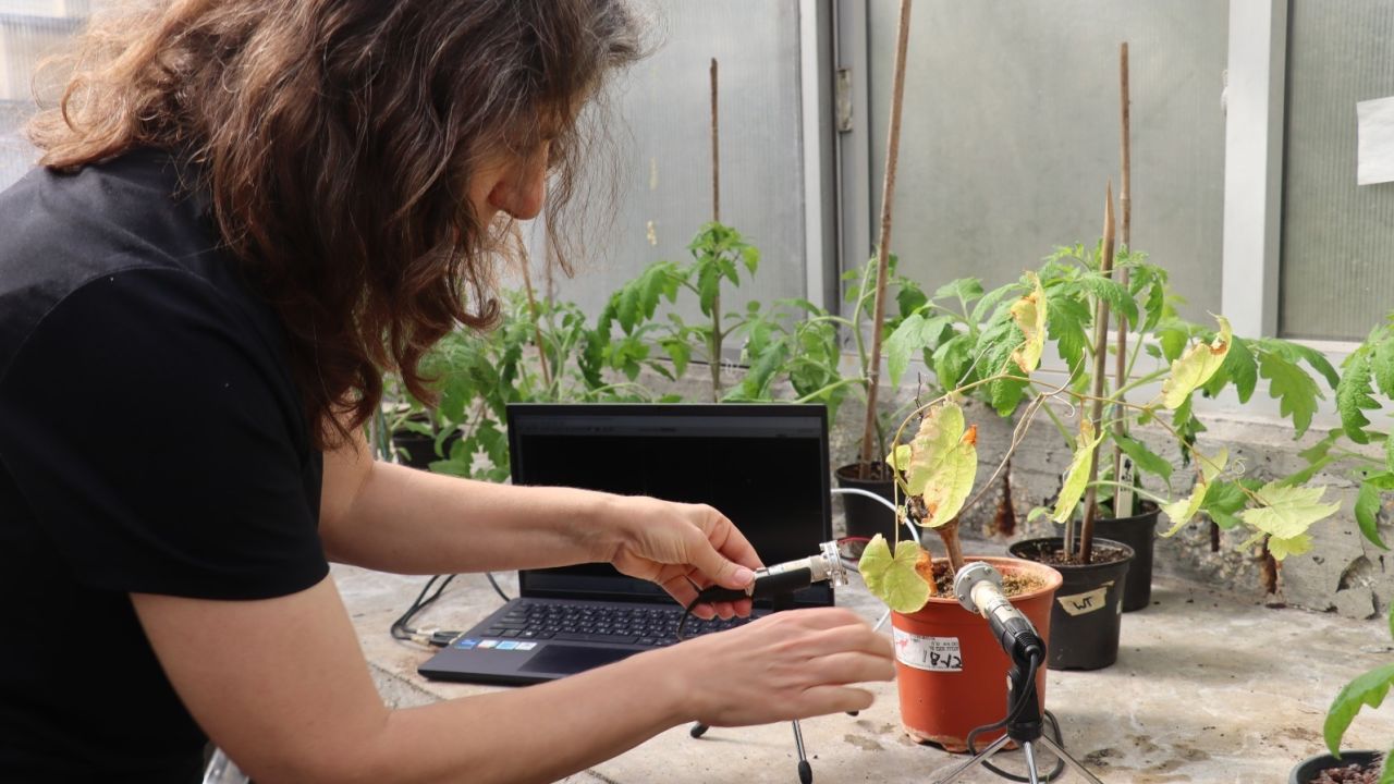 The team conducted the experiments in a greenhouse and placed the plants in soundproof boxes.