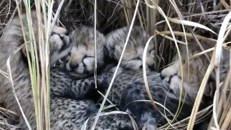 India welcomes its first newborn cheetahs in over 7 decades | CNN