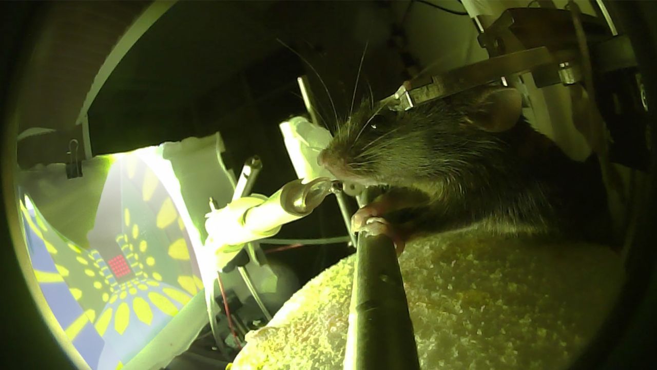 Scientists at Rockefeller University used a virtual reality maze to investigate how mice convert information to long-term memories.