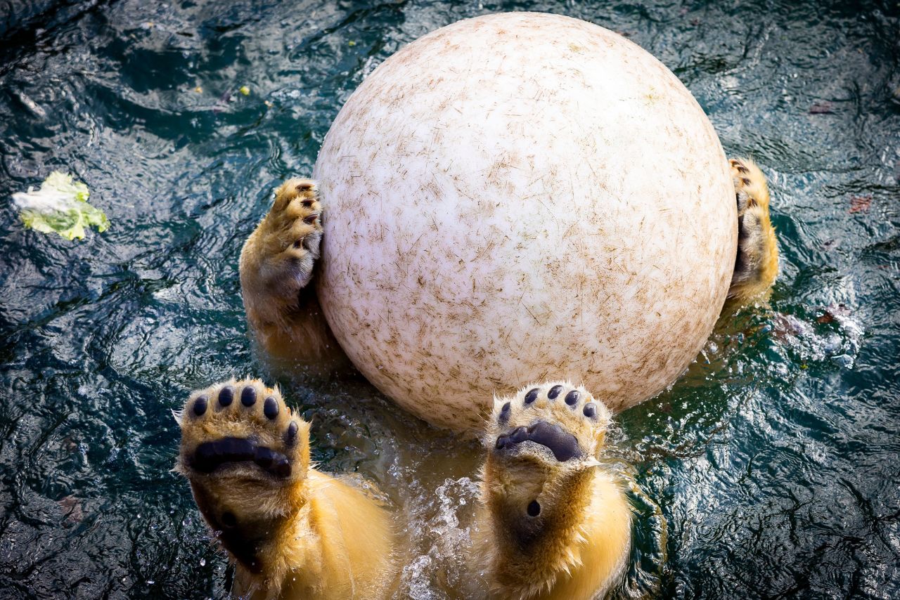 Nana the polar bear plays with a ball at the Hanover Adventure Zoo in Hanover, Germany, on Friday, March 23.