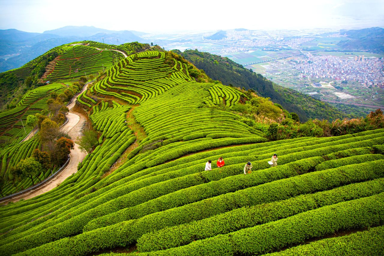 Tourists pick tea leaves at a tea garden in Fuzhou, China, on Tuesday, March 28.