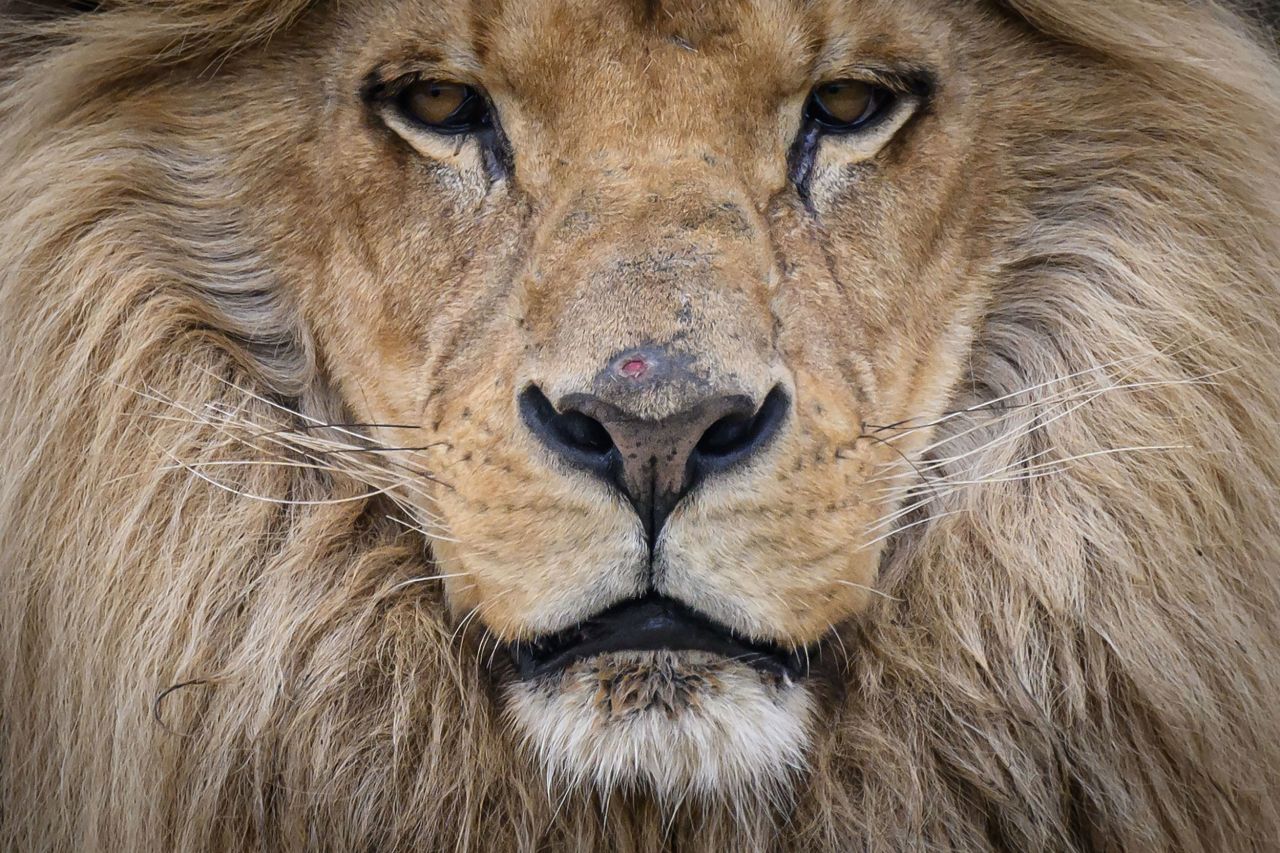 A lion is seen at Planète Sauvage, an animal park in Port-Saint-Pere, France, on Wednesday, March 29.