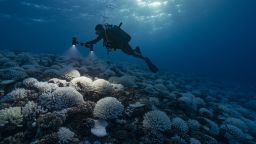 FRENCH POLYNESIA - SOCIETY ARCHIPELAGO - MAY 09: A diver looks at the coral reefs of the Society Islands in French Polynesia. on May 9, 2019 in Moorea, French Polynesia. Major bleaching is currently occurring on the coral reefs of the Society Islands in French Polynesia. The marine biologist teams of CRIOBE (Centre for Island Research and Environmental Observatory) are specialists in the study of coral ecosystems. They are currently working on "resilient corals", The teams of PhD Laetitia Hédouin identify, mark and perform genetic analysis of corals, which are not impacted by thermal stress. They then produce coral cuttings which are grown in a "coral nursery" and compared to other colonies studying the resilience capacity of coral. (Photo by Alexis Rosenfeld/Getty Images).