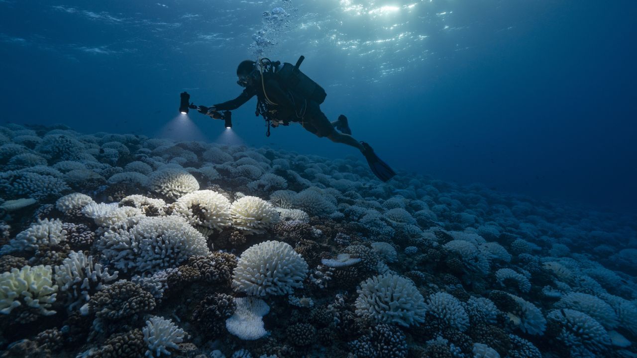 Major bleaching unfolds on the coral reefs of the Society Islands in French Polynesia. 