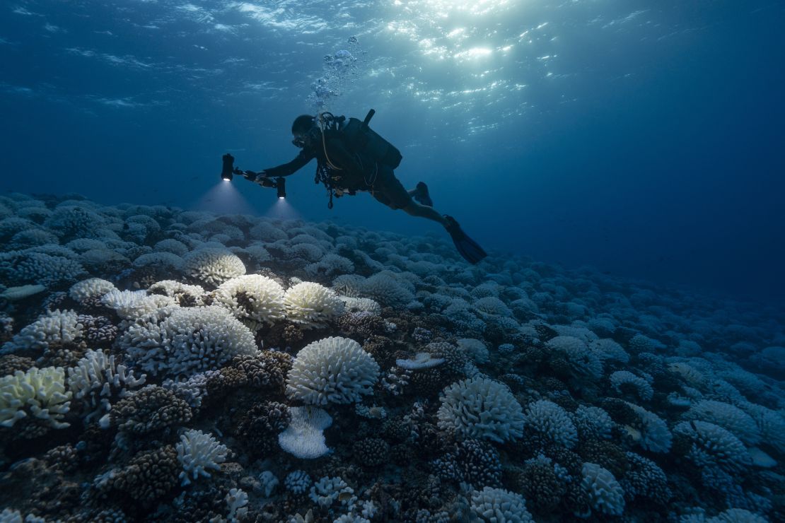 Major bleaching unfolds on the coral reefs of the Society Islands in French Polynesia. 
