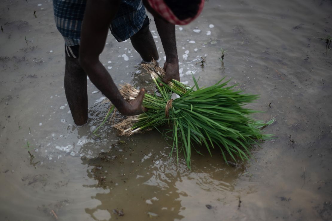 An Indian farm worker transplants rice paddy amid the monsoon in August 2022.