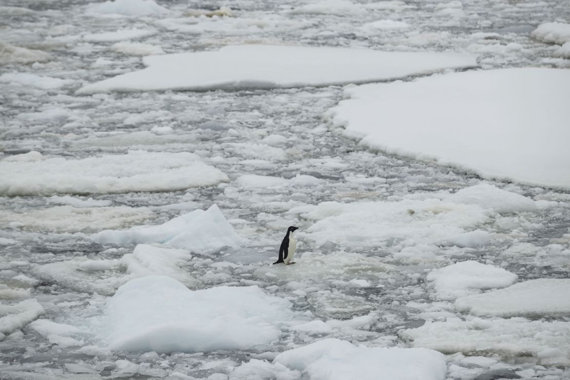 An Adelie penguin stands on ice over Penola Strait, as the floes melt due to global climate change in Antarctica on February 7, 2022. 