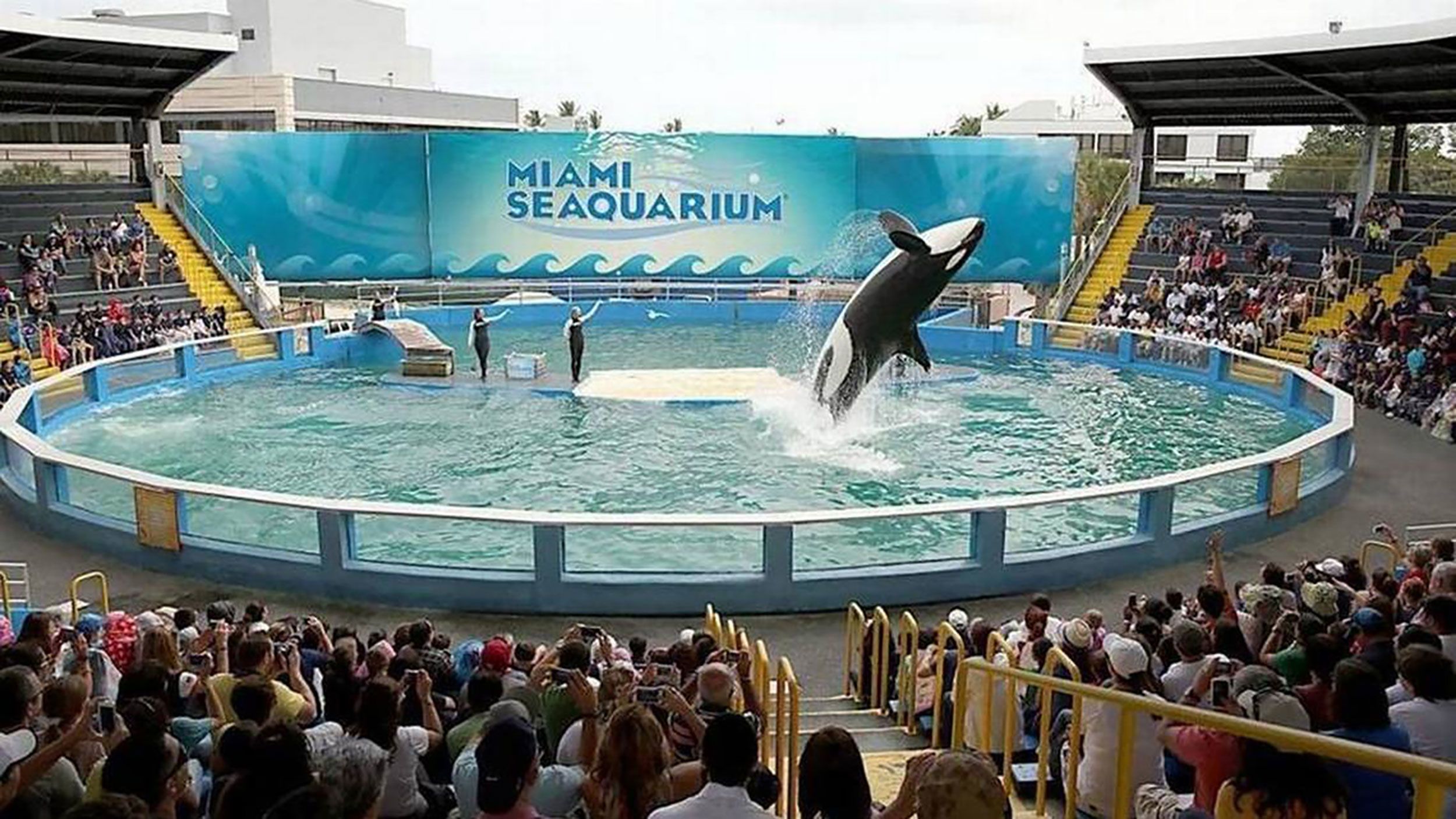 killer whale aquarium