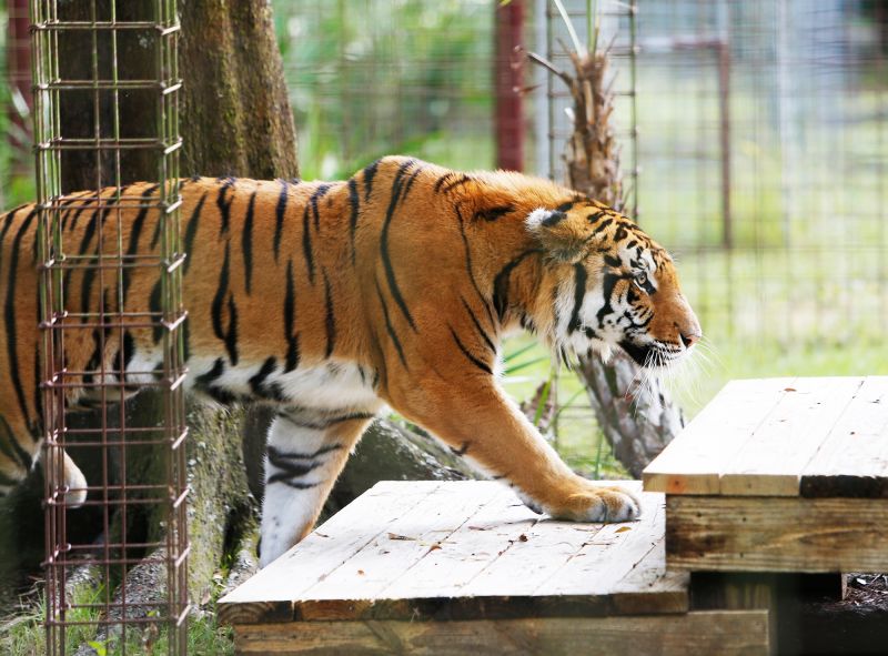 Big cat rescue store sanctuary